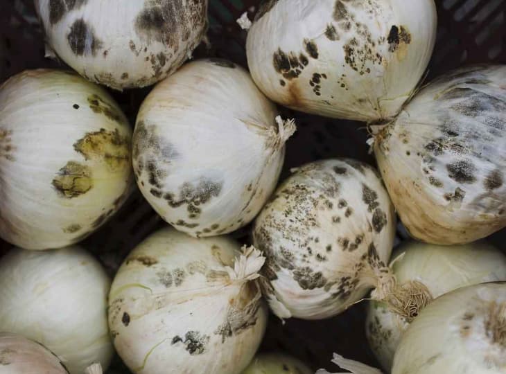 Продукты на пищевом производстве без СиБЭСТ, с плесенью